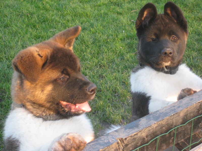Puppies